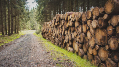 Baumstaemme-Forstunfall-Bericht